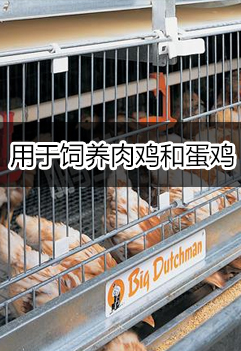 鸡笼用于饲养肉鸡和蛋鸡